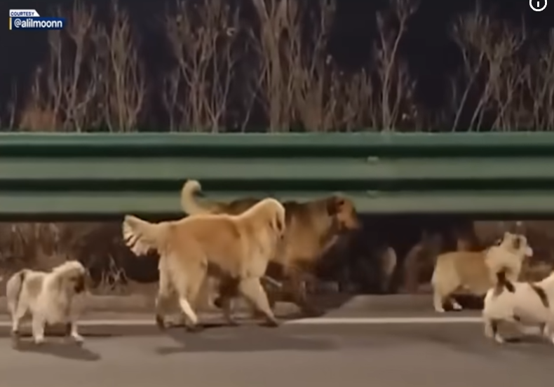 Seven Dogs Walk 17 km Together on a Chinese Highway