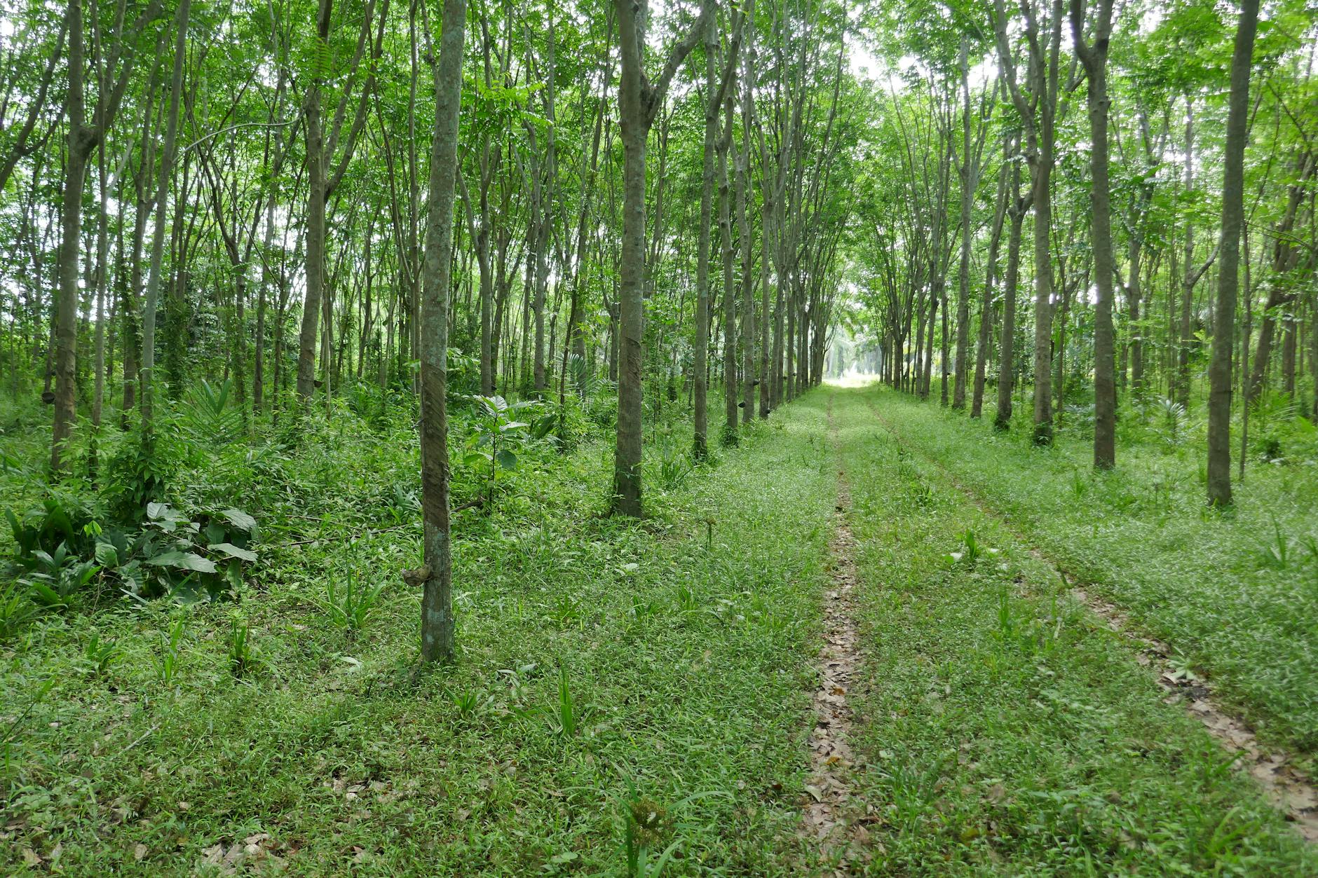 Tree by Tree: China’s Remote Island City Turns the South China Sea Green