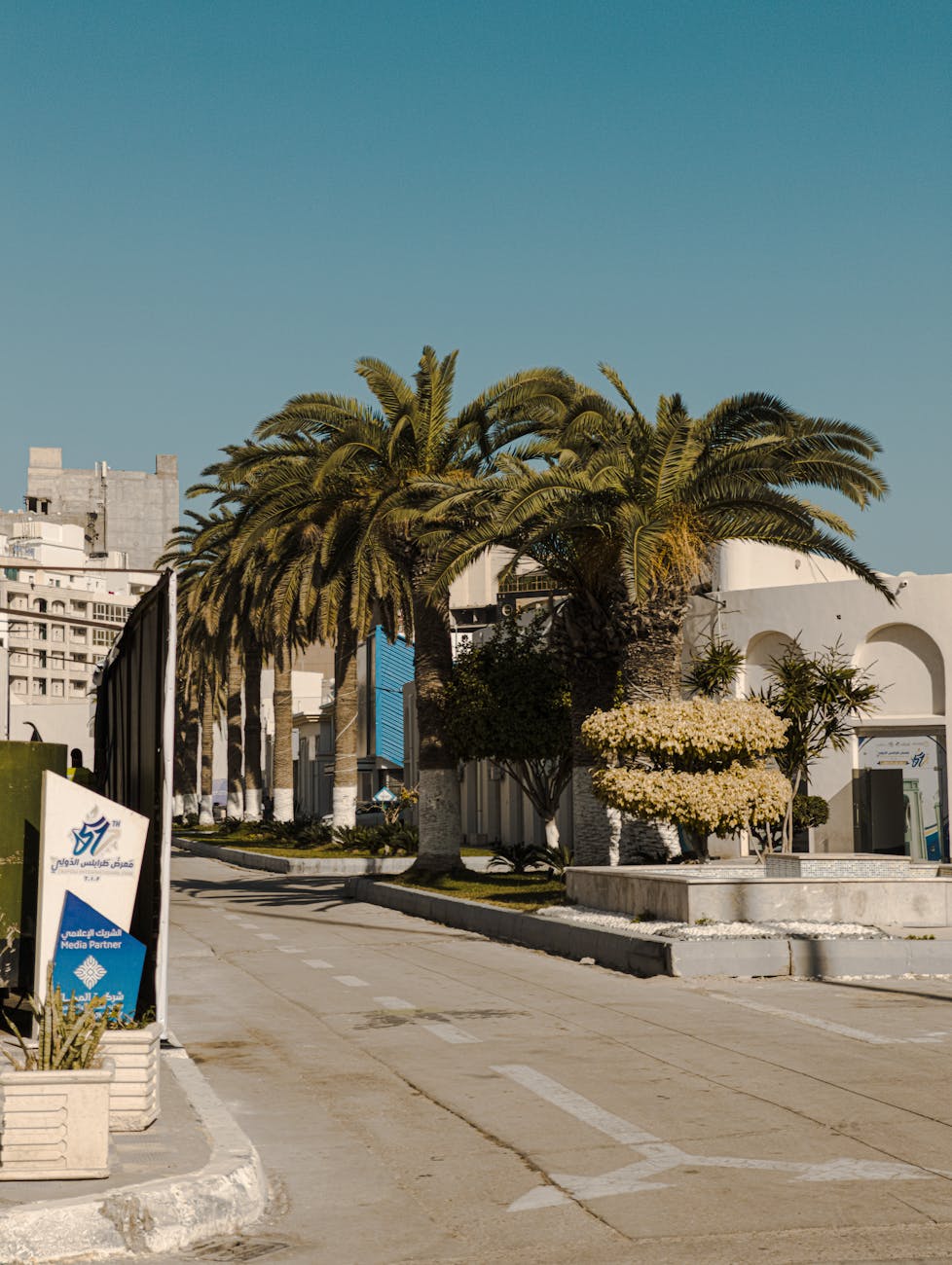 palm lined street in qaser bin ghashir libya
